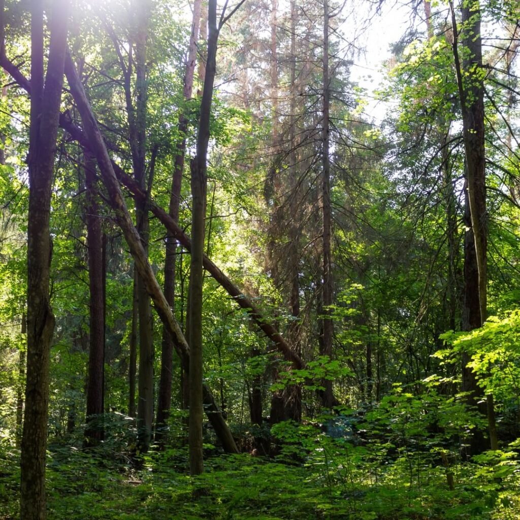 Forest to Table